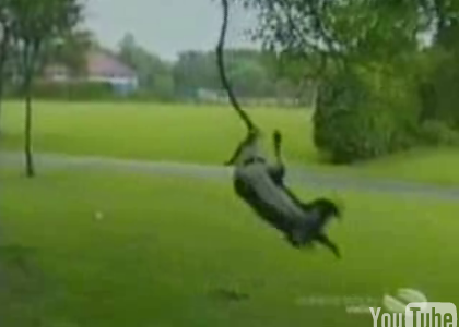 Who Let the Dogs Out?